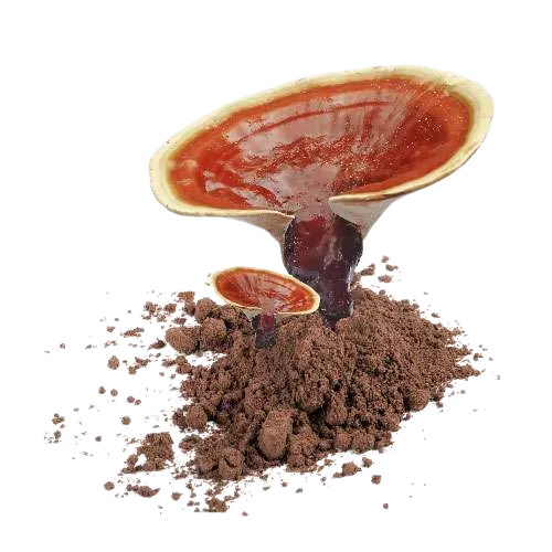 Puro Reishi- Compra Reishi